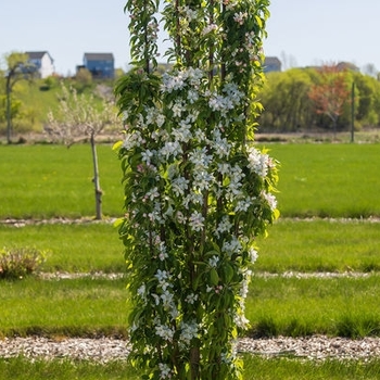 Malus x adstringens 'Jefwall' - First Editions® Green Wall Spire™ Crabapple