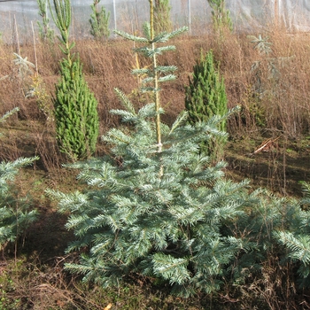 Abies grandis x concolor 'Leuteneggeri' - Leuteneggeri Hybrid Fir