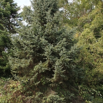 Picea koraiensis - Korean Spruce