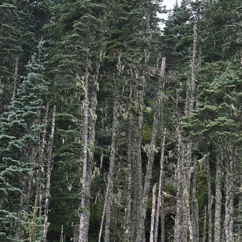 Picea x lutzii - Lutz Spruce