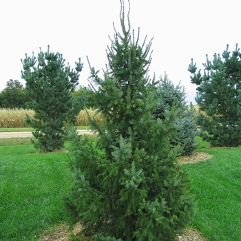 Picea omorika - Serbian Spruce
