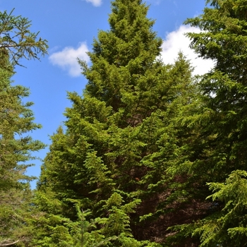 Picea rubens - Red Spruce