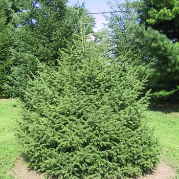Picea schrenkiana - Schrenk Spruce