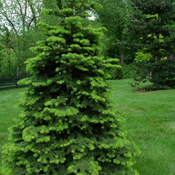 Abies cilicica - Cilician Fir