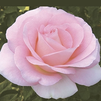 Rose 'WEKmoomar' - Falling in Love™ Rose