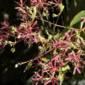 Heptacodium miconioides - Seven Son Flower