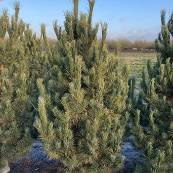 Pinus cembra 'Select' - Upright Select Swiss Stone Pine