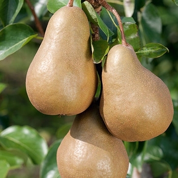 Pyrus 'Bosc' - Bosc Pear
