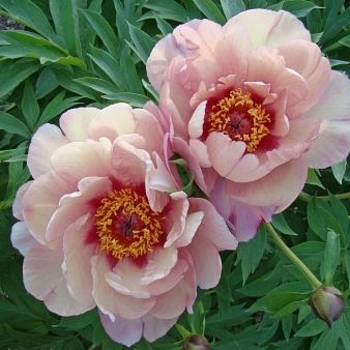 Paeonia x 'Berry Berry Fine' - Berry Berry Fine Itoh Peony Paeonia x 'Berry Berry Fine' - Berry Berry Fine Itoh Peony