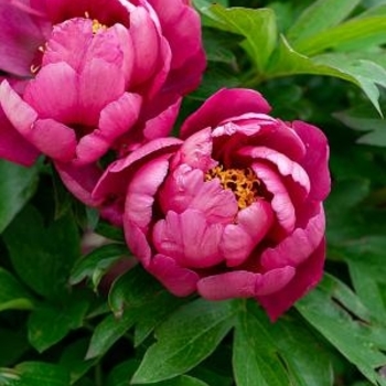 Paeonia x 'Yankee Doodle Dandy' - Yankee Doodle Dandy Itoh Peony Paeonia x 'Yankee Doodle Dandy' - Yankee Doodle Dandy Itoh Peony