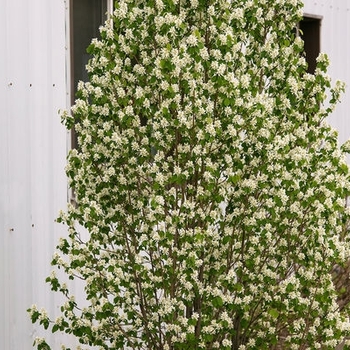 Amelanchier alnifolia 'Obelisk' - Standing Ovation™ Serviceberry 
