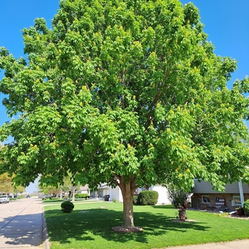Aesculus flava - Yellow Buckeye