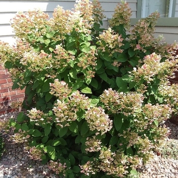 Hydrangea paniculata 'Bulk' - Quick Fire® Hydrangea
