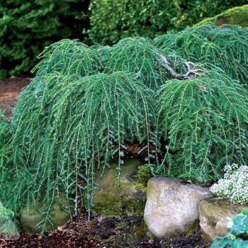 Tsuga canadensis 'Cole's Prostrate' - Cole's Prostrate Canadian Hemlock