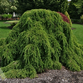 Tsuga canadensis 'Pendula' - Weeping Canadian Hemlock