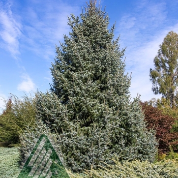 Picea omorika 'Silberblue' - Silver Blue Serbian Spruce