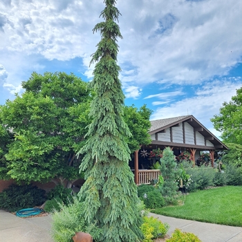 Picea glauca 'Pendula' - Weeping White Spruce