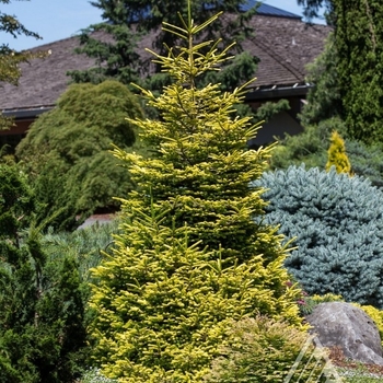 Picea orientalis 'Firefly' - Firefly Oriental Spruce Picea orientalis 'Firefly' - Firefly Oriental Spruce