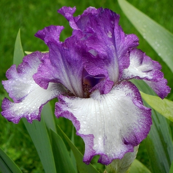 Iris germanica 'Mariposa Autumn' - Mariposa Autumn Iris Iris germanica 'Mariposa Autumn' - Mariposa Autumn Iris