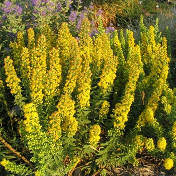 Solidago ssp. 'Wichita Mountains' - Wichita Mountains Goldenrod Solidago ssp. 'Wichita Mountains' - Wichita Mountains Goldenrod