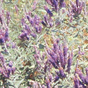 Amorpha canescens - Leadplant