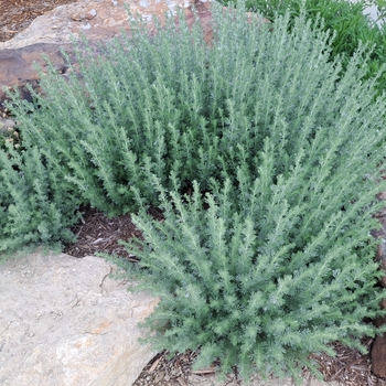 Artemisia frigida - Fringed Sage