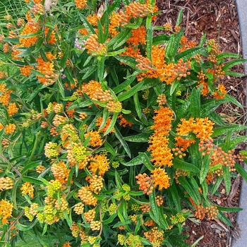 Asclepias tuberosa - Orange Butterfly Milkweed