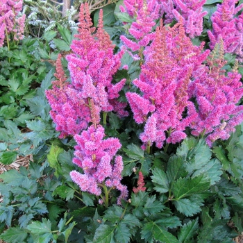 Astilbe chinensis 'Visions' - Visions Astilbe