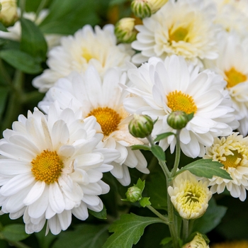 Chrysanthemum 'Mammoth White Daisy' - Mammoth™ White Daisy Mum