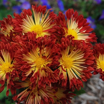 Chrysanthemum 'Matchsticks' - Matchsticks Mum
