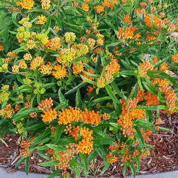 Asclepias tuberosa - Orange Butterfly Milkweed