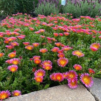 Delosperma 'Ocean Sunset Orange Glow' - Ocean Sunset™ Orange Glow Hardy Ice Plant