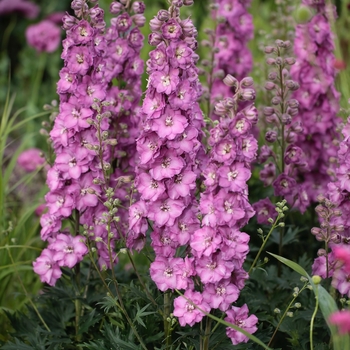 Delphinium 'Delgenius Chantay' - Delgenius™ Chantay Delphinium