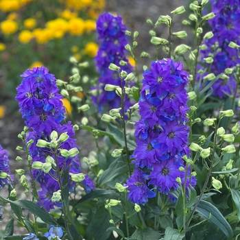 Delphinium 'Delgenius Kingsley' - Delgenius™ Kingsley Delphinium