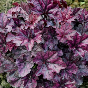 Heuchera 'Indian Summer Mulberry' - Indian Summer Mulberry Coral Bells
