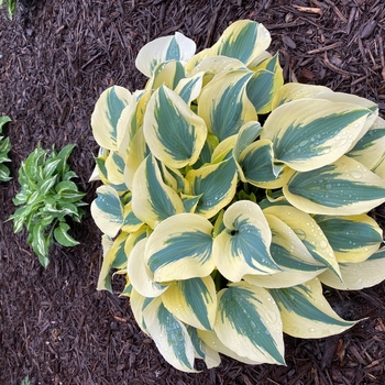 Hosta 'Ben Vernooij' - Ben Vernooij Hosta