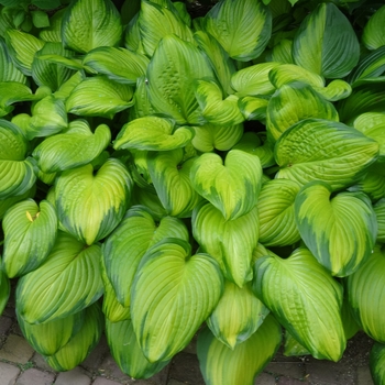 Hosta 'Guacamole' - Guacamole Hosta