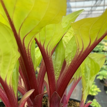 Hosta 'Lemon Snap' - Lemon Snap Hosta