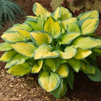 Hosta 'Paul's Glory' - Paul's Glory Hosta