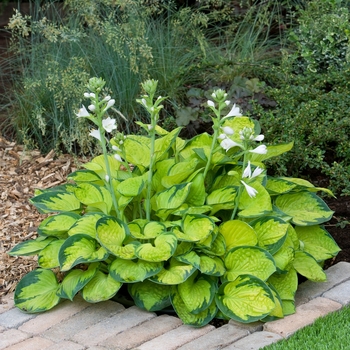 Hosta 'Rainforest Sunrise' - Rainforest Sunrise Hosta