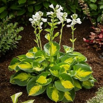 Hosta 'Sunset Grooves' - Sunset Grooves Hosta