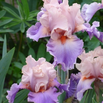Iris germanica 'Discovered Treasure' - Discovered Treasure Iris