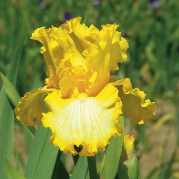 Iris germanica 'That's All Folks' - That's All Folks Iris