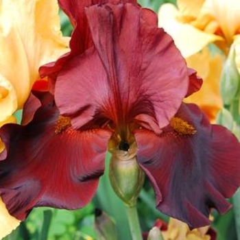 Iris germanica 'War Chief' - War Chief Iris