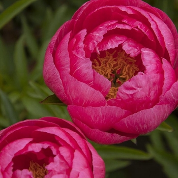Paeonia 'Cyntherea' - Cyntherea Peony