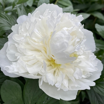 Paeonia 'Duchesse de Nemours - Duchess de Nemours Peony