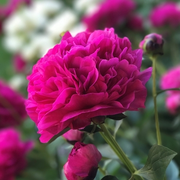 Paeonia 'Kansas' - Kansas Peony