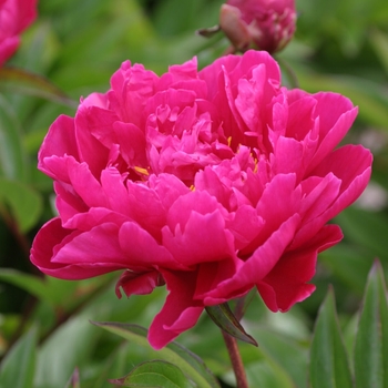 Paeonia 'Karl Rosenfield' - Karl Rosenfield Peony