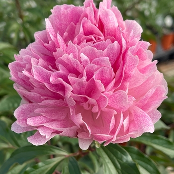 Paeonia 'The Fawn' - The Fawn Peony