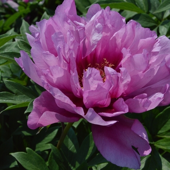 Paeonia x 'First Arrival' - First Arrival Itoh Peony